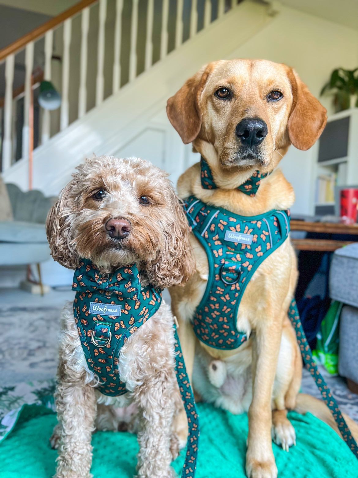 Cute cockapoo and labrador wearing their matching harnesses with bow ties