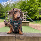 Dog harness, Dog collar and lead set | BUNDLE OF YOUR CHOICE | Pupperfly Frills