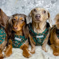 Dachshund’s wearing green harnesses