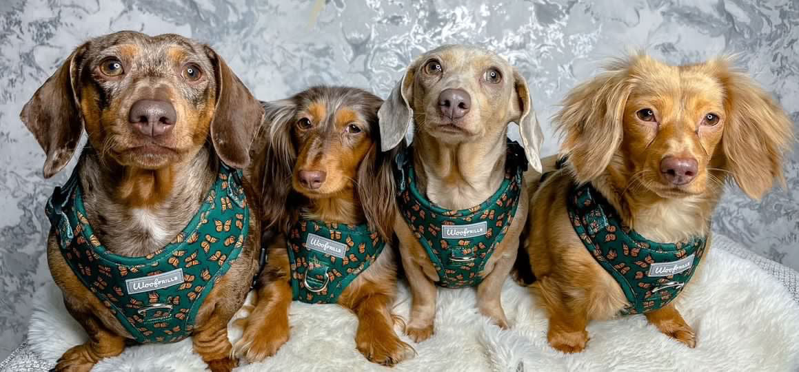 Dachshund’s wearing green harnesses