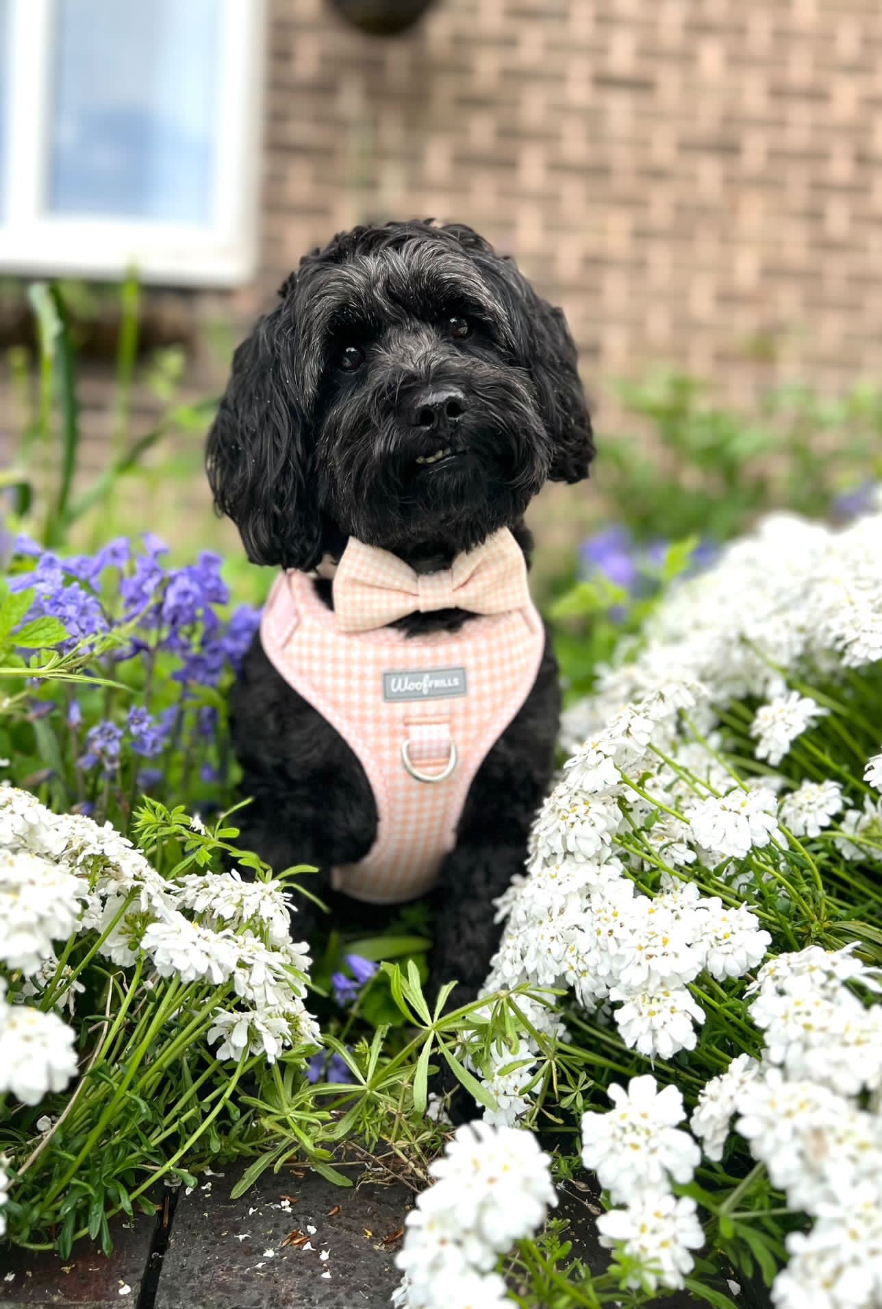 Cockapoo puppy cheap harness