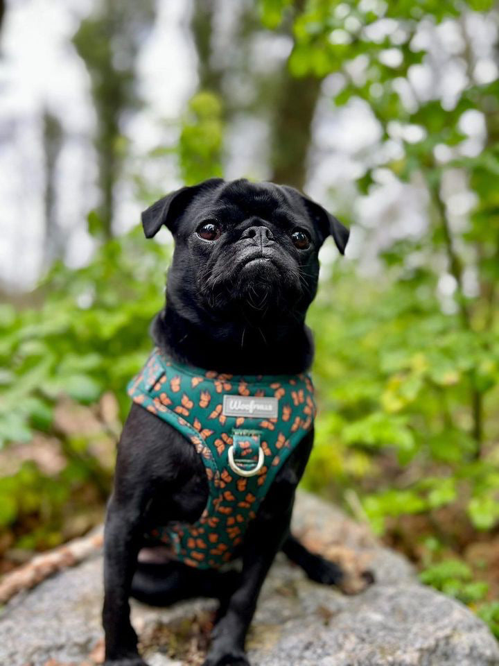 Pug harness best sale phone number