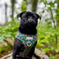Pug wearing a no pull harness for dogs