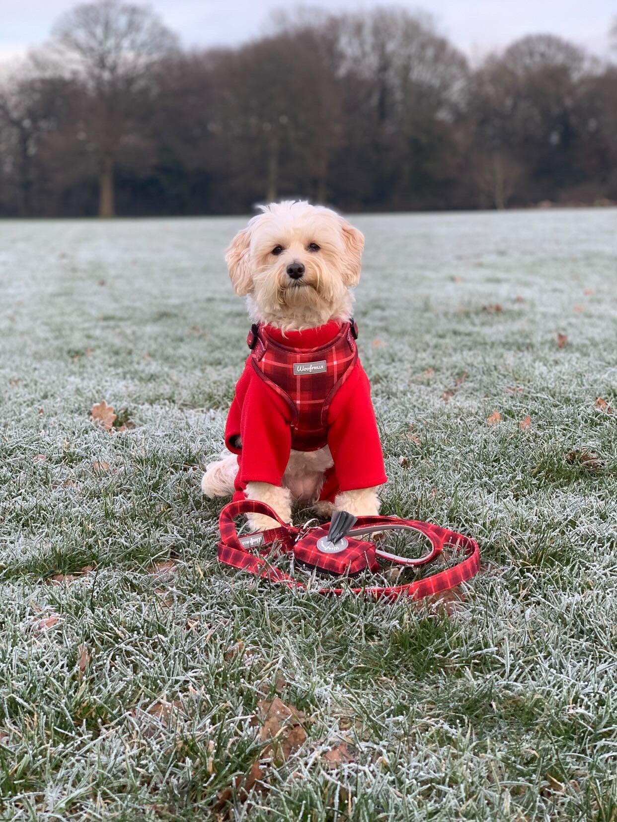 White dog wearing a tartan dog harness