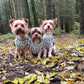 Yorkshire terrier wearing small dog harness matching outfit 