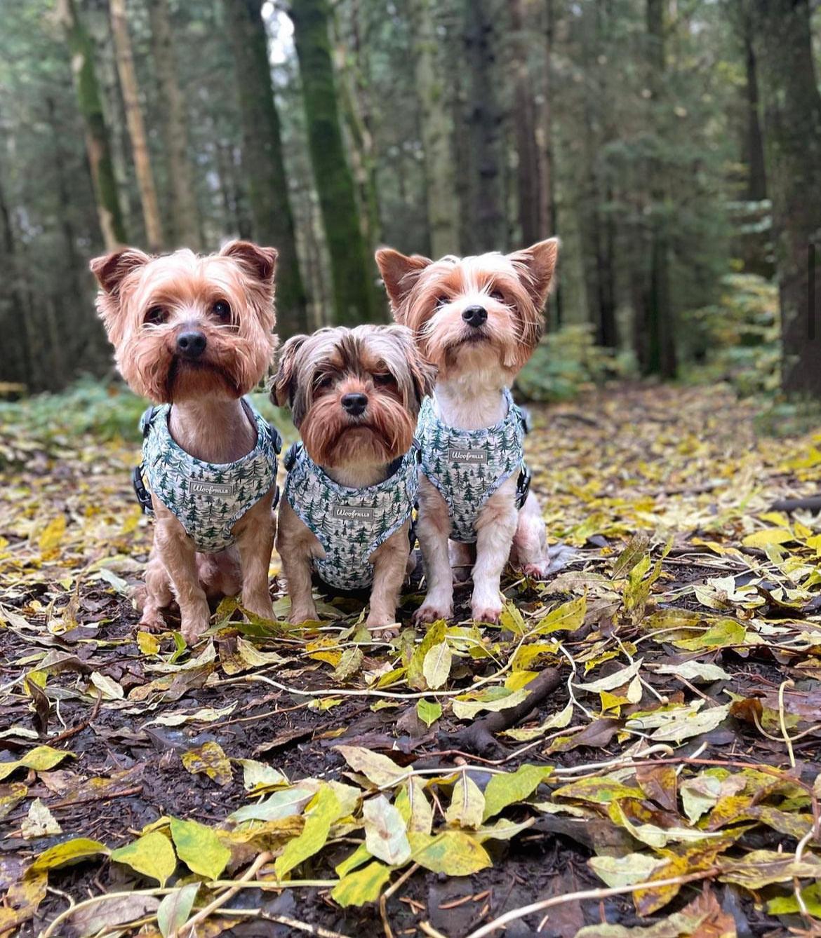 Yorkshire terrier wearing small dog harness matching outfit 
