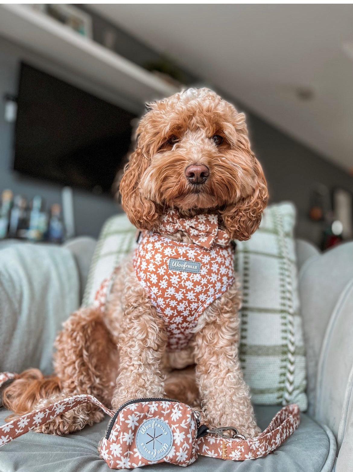 Puppy harness and clearance leash set