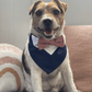 Navy blue dog wedding tuxedo with dusty pink bow tie