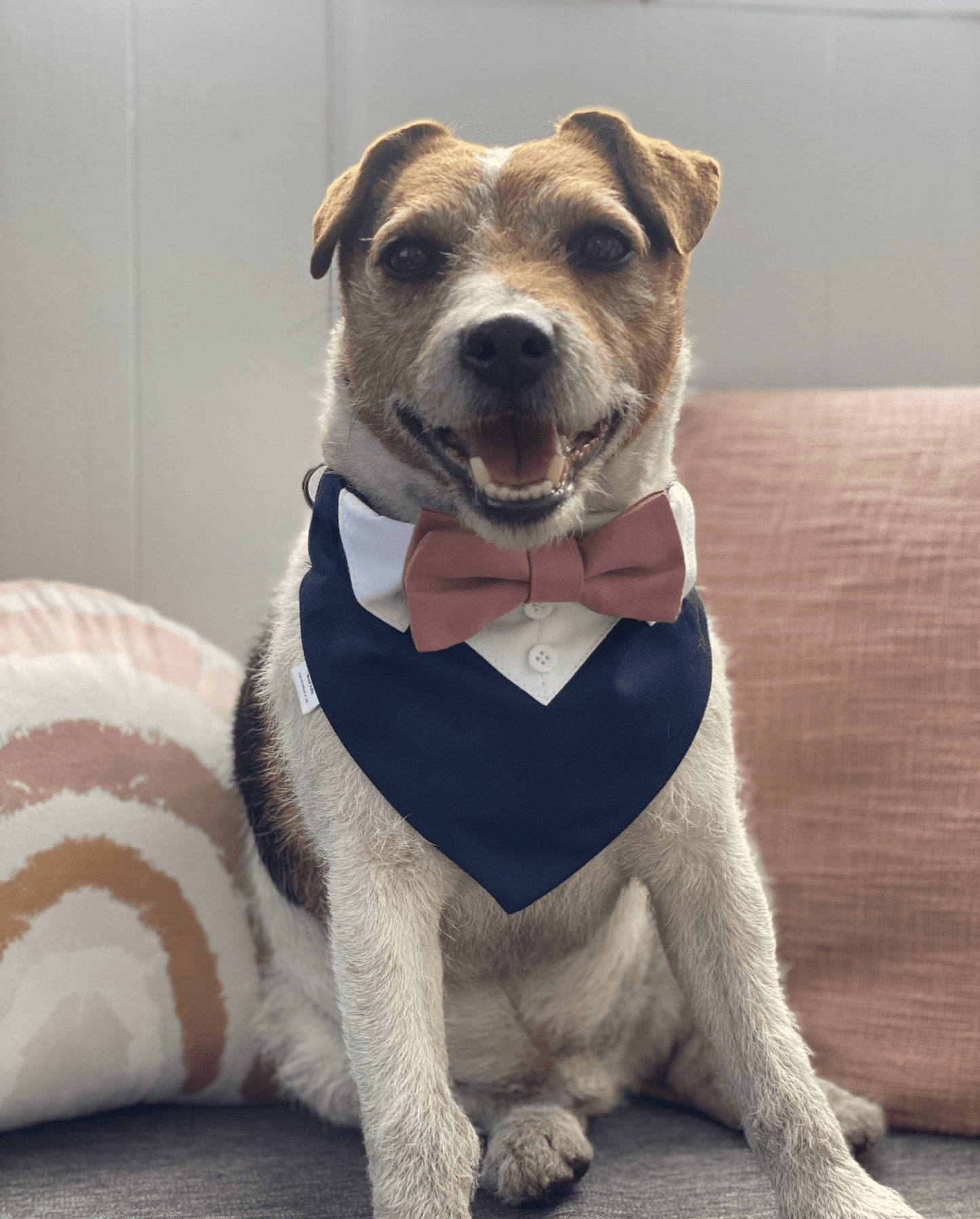 Navy blue shop dog bow tie