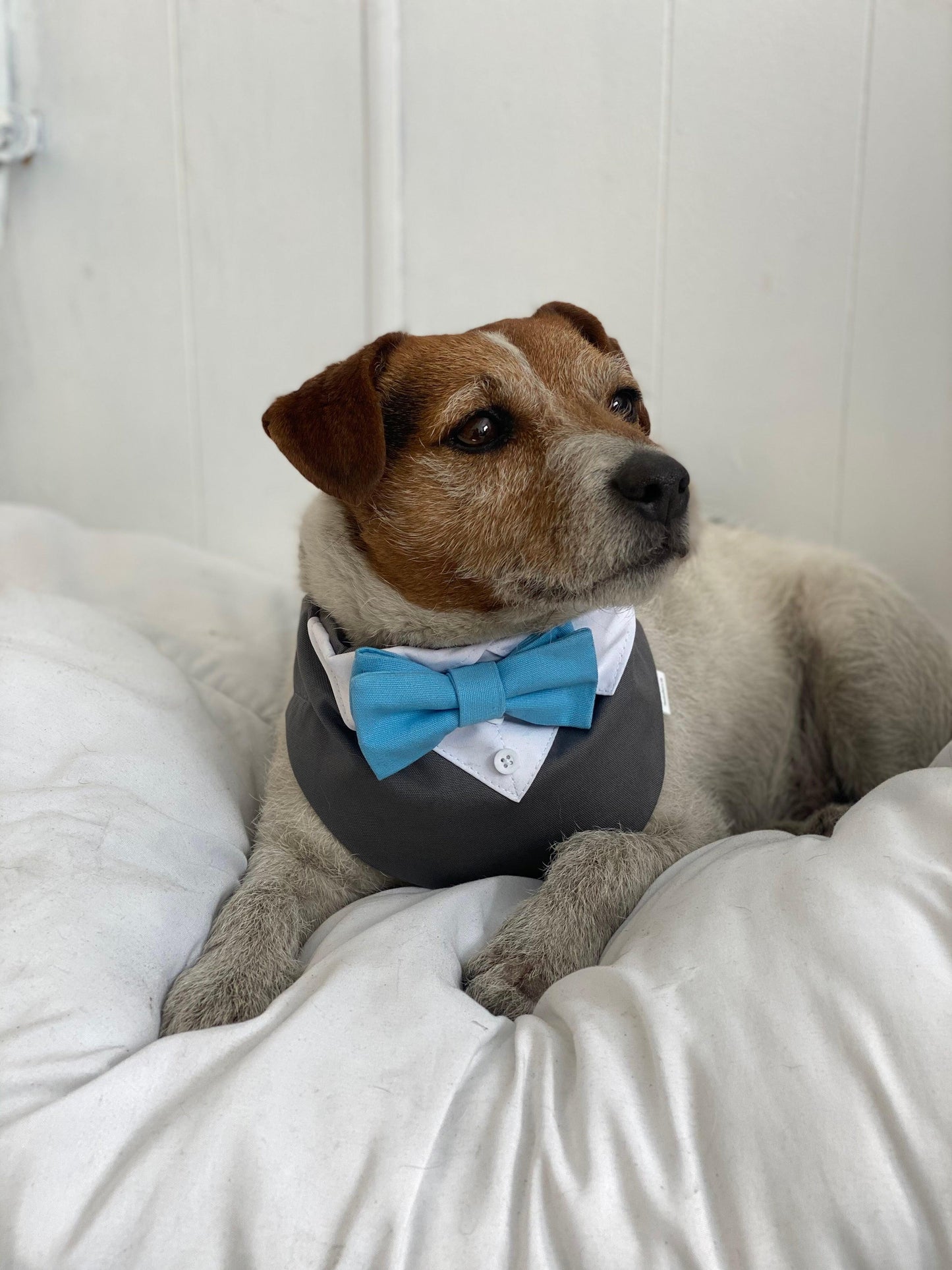 Grey wedding tuxedo with bow tie of your choice - Woof Frills