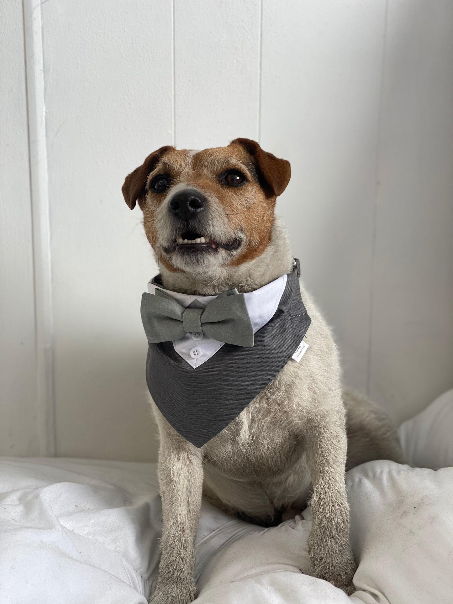 cute dog wearing a grey dog tuxedo with sage bow tie 