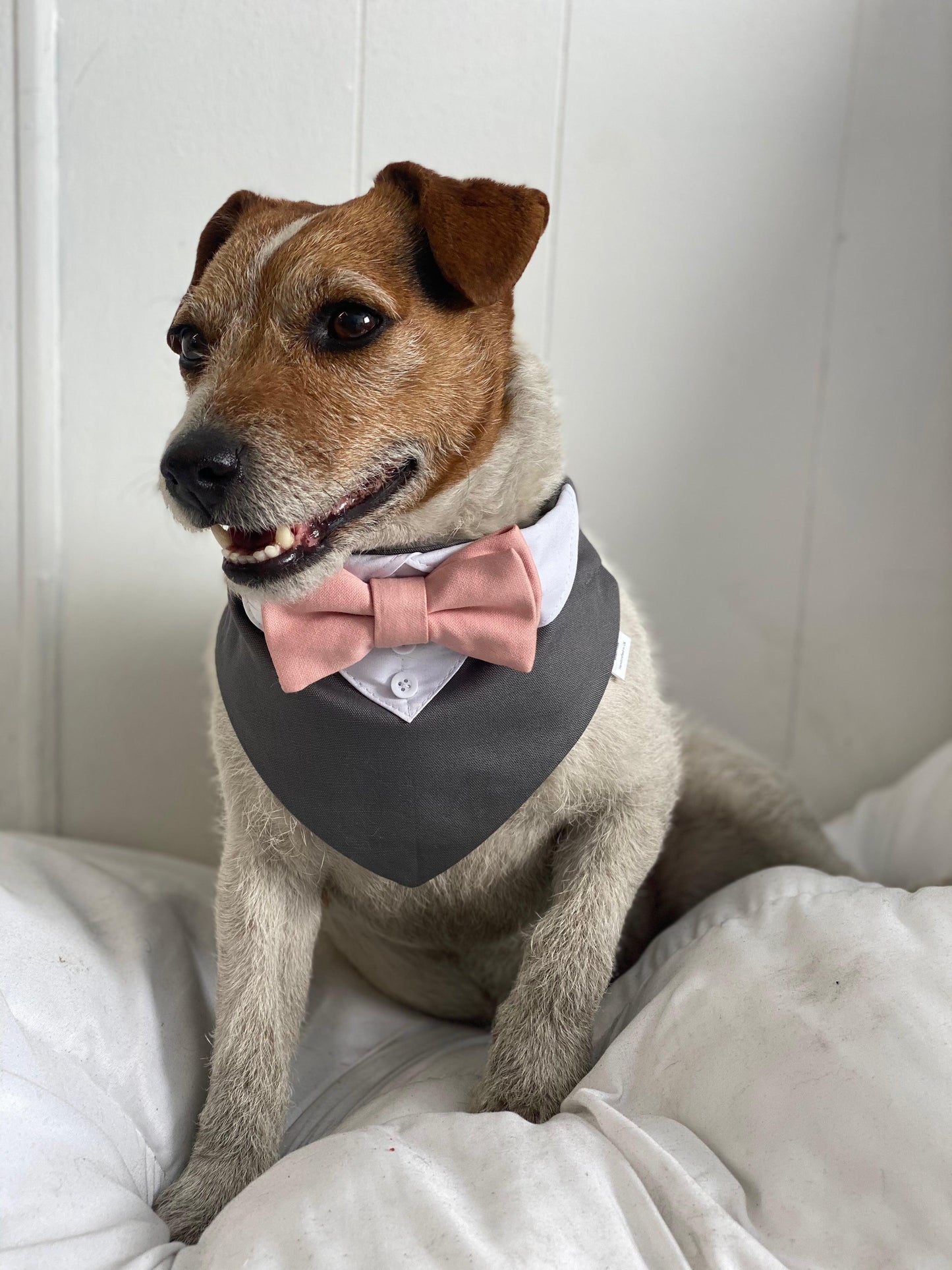jack russel wearing a grey dog tuxedo with pink bow tie
