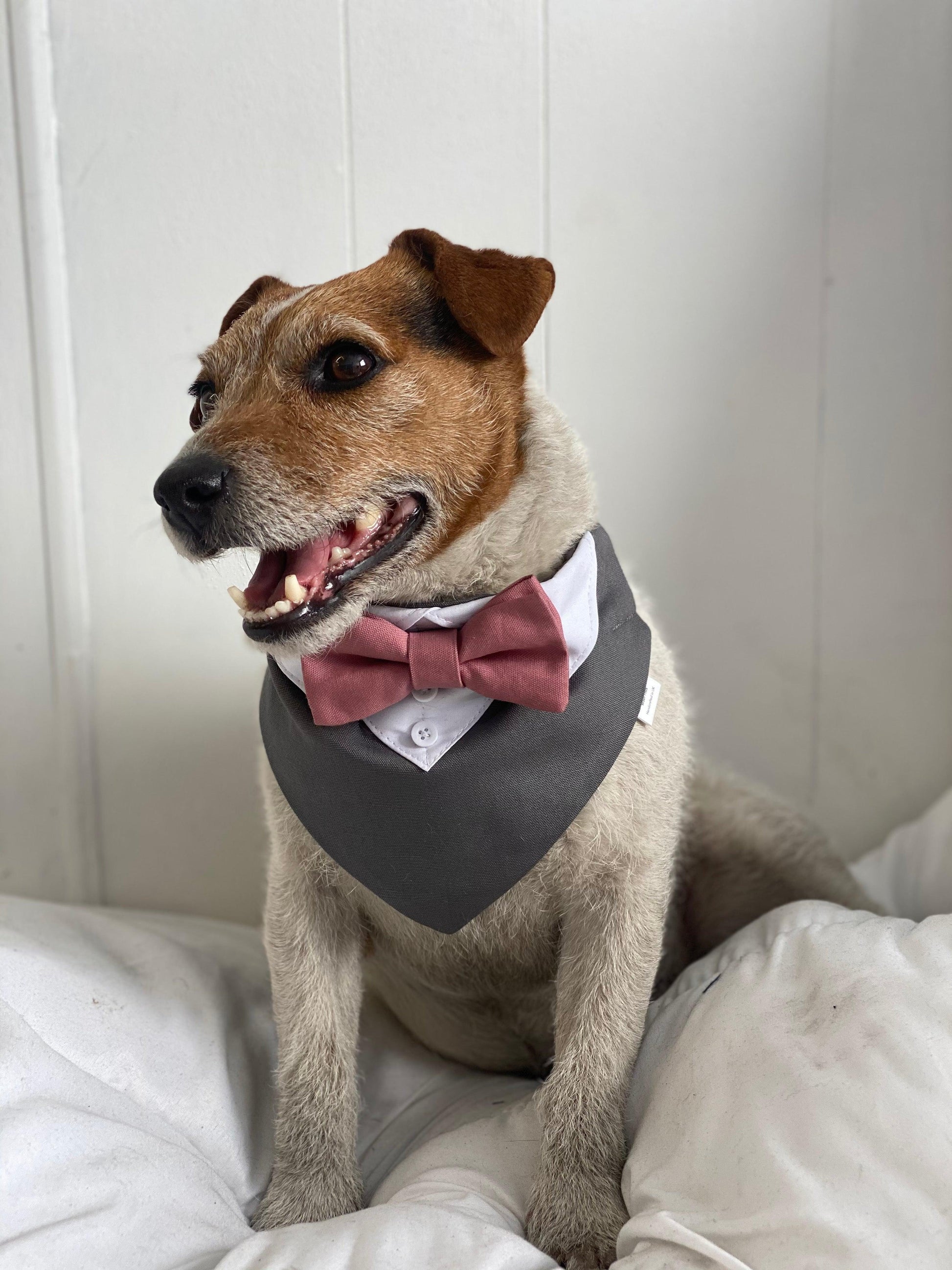 Grey dog tuxedo with dusty pink bow tie
