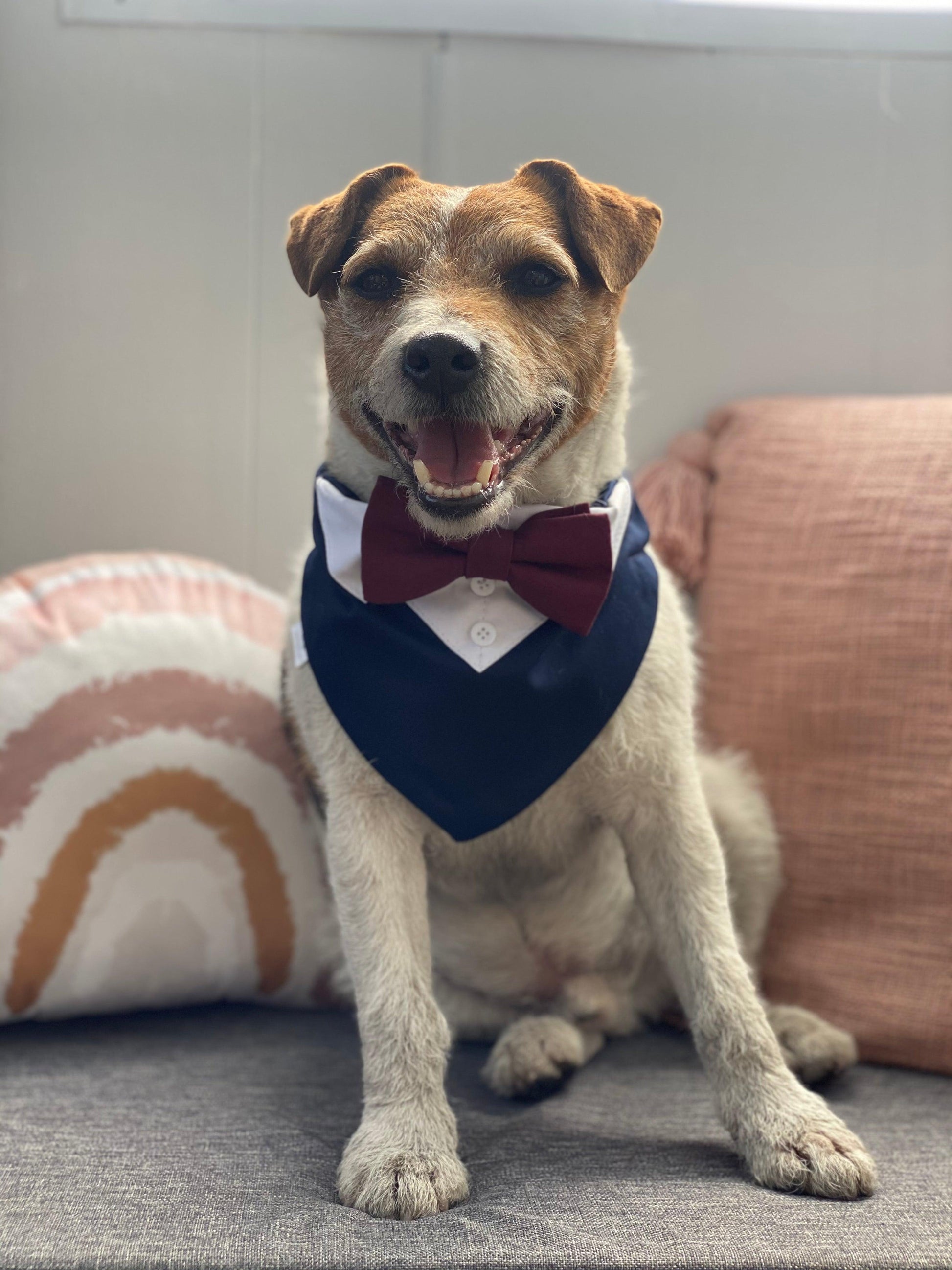 Navy blue wedding outfit for dogs with burgundy bow tie