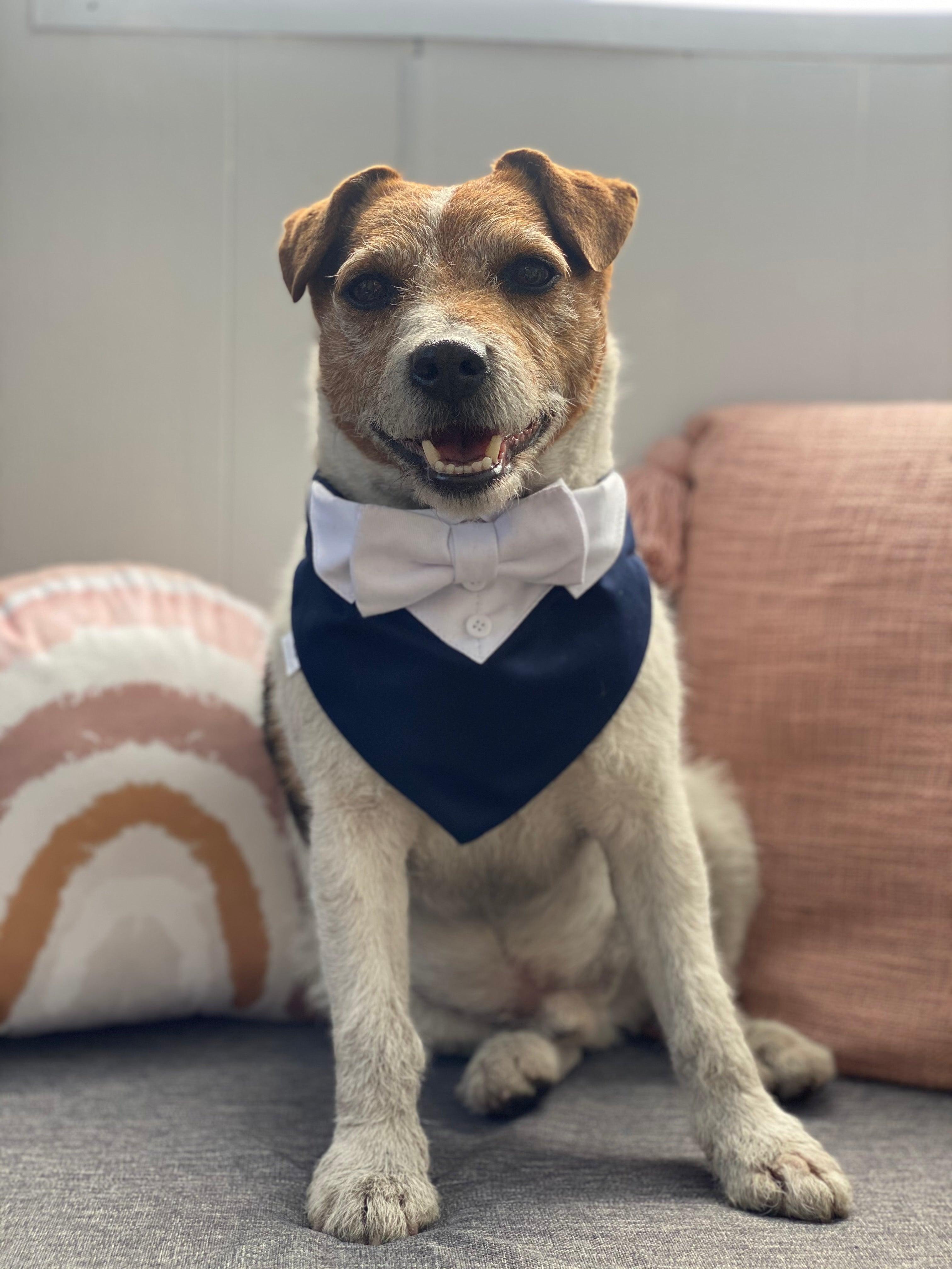 Dog sale wedding bandana