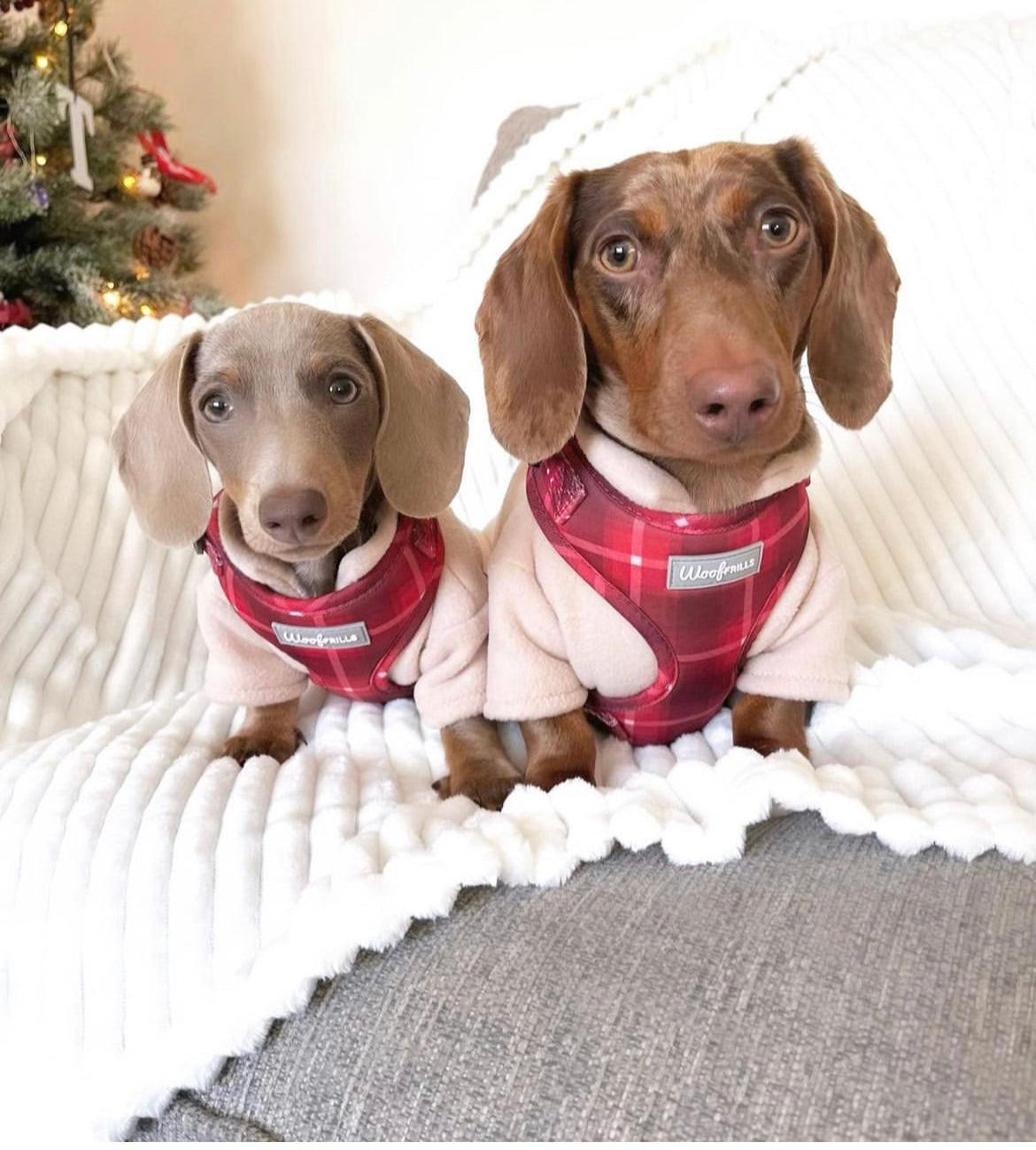 cute dachshunds wearing matching red dog harnesses