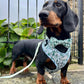 cute dog wearing adjustable green dog harness