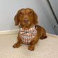 Standard dachshund wearing a dog harness set with matching bow tie