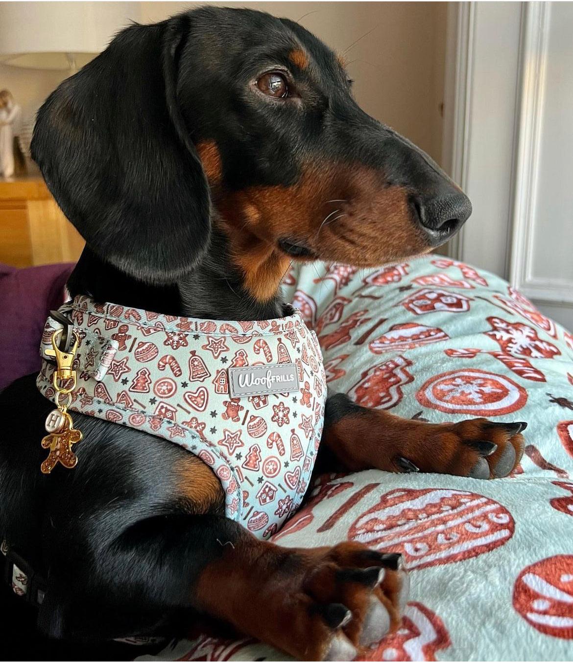 black dachshund wearing gingerbread small dog harness