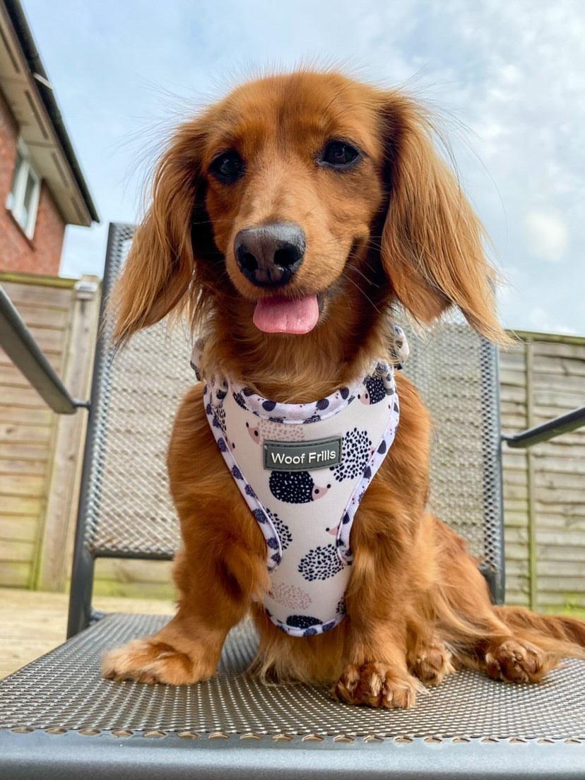 Hedge’dog - Adjustable Harness - Woof Frills