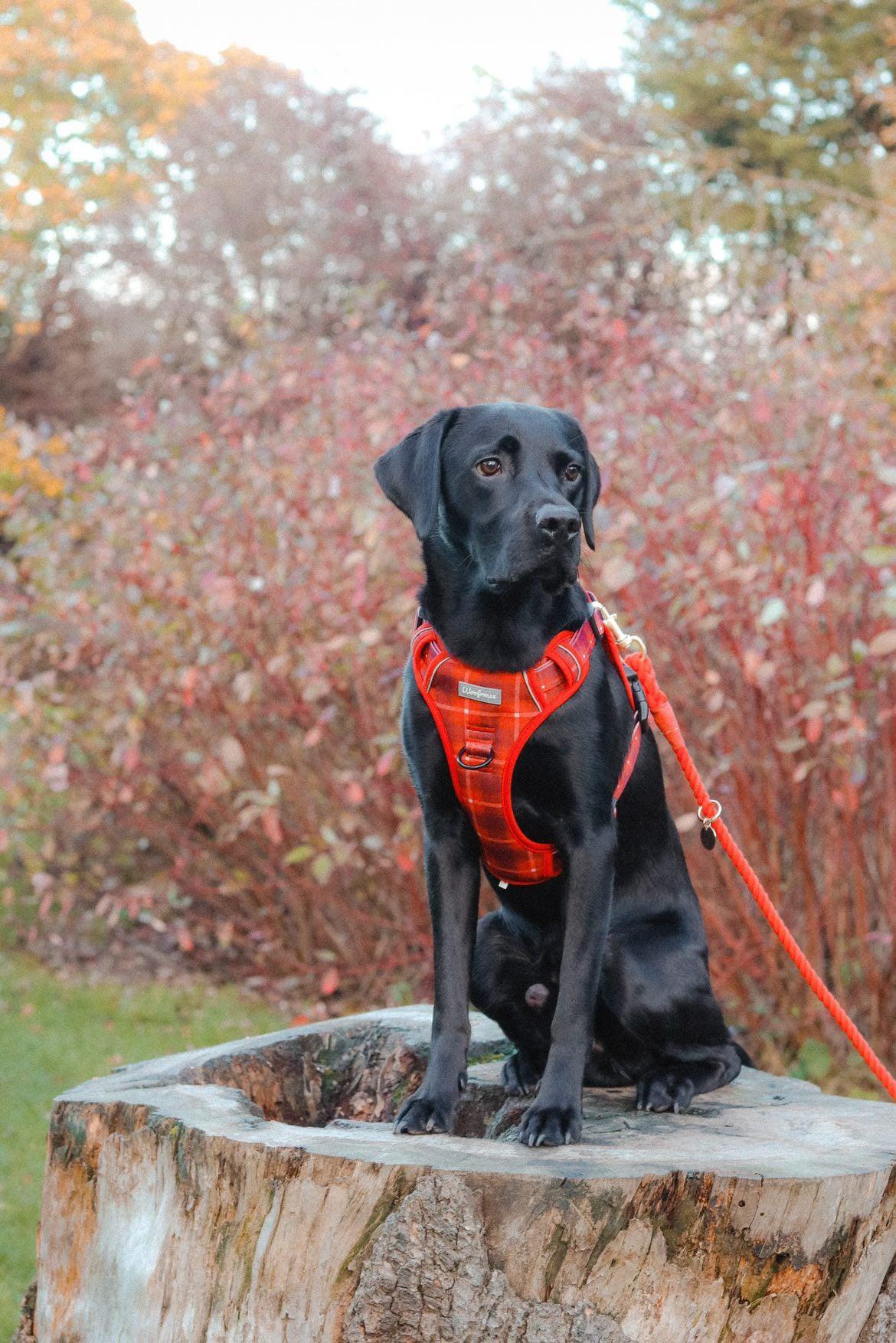 Black labrador looking cute in a Adjustable step in harness