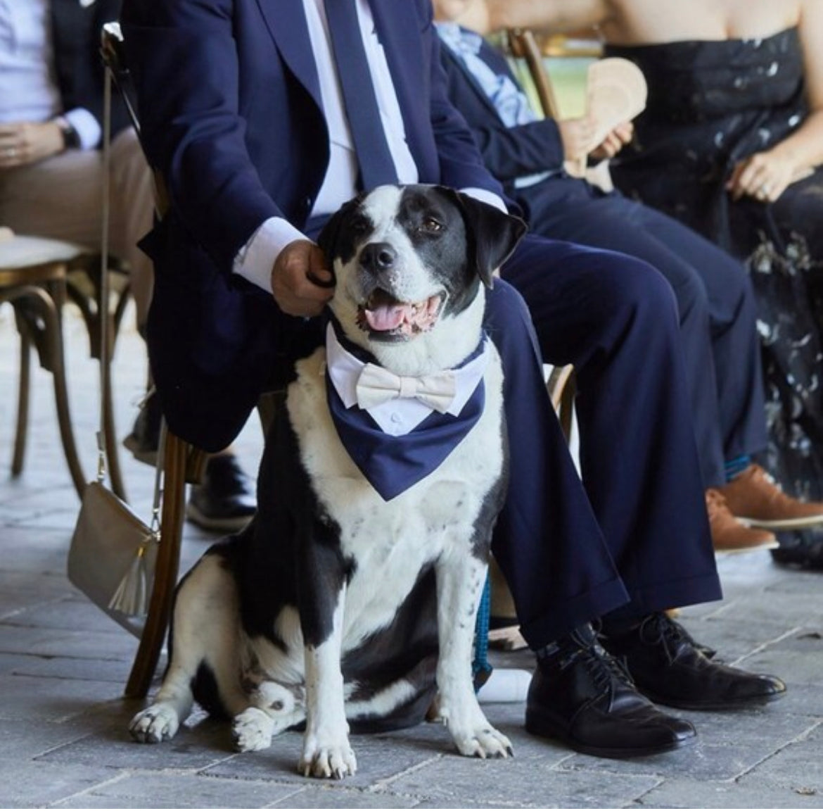 Cute dog looking stylish in his dog tuxedo