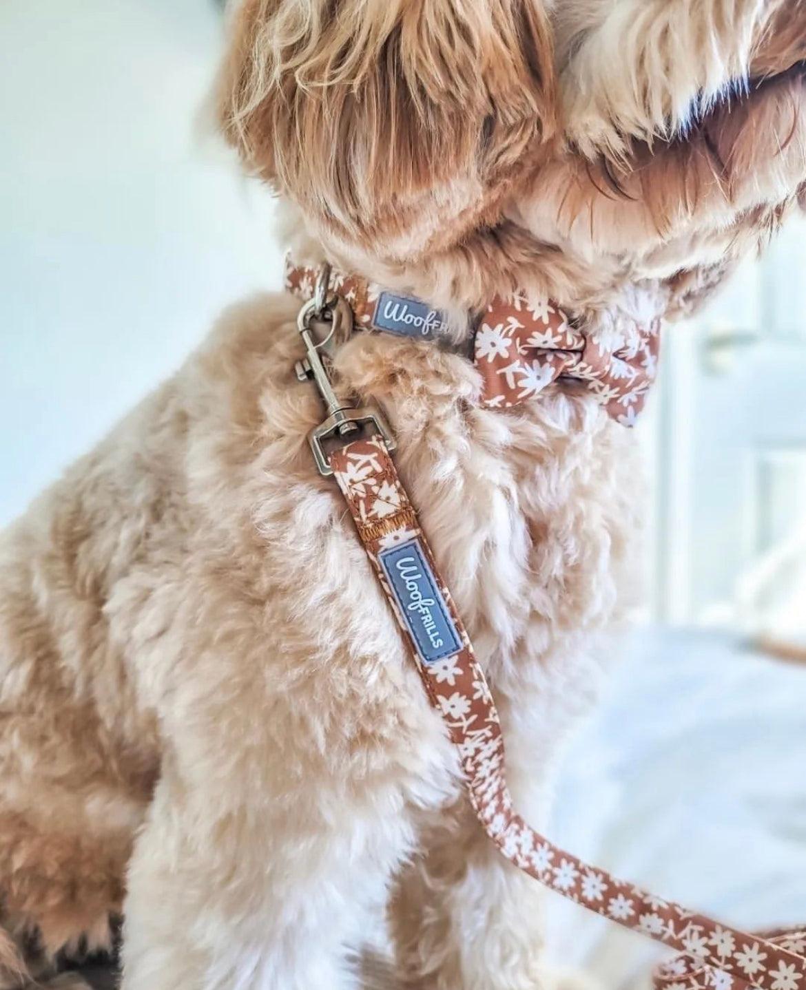 cockapoo wearing a floral dog collar