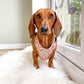 Standard ginger dachshund wearing flower harness