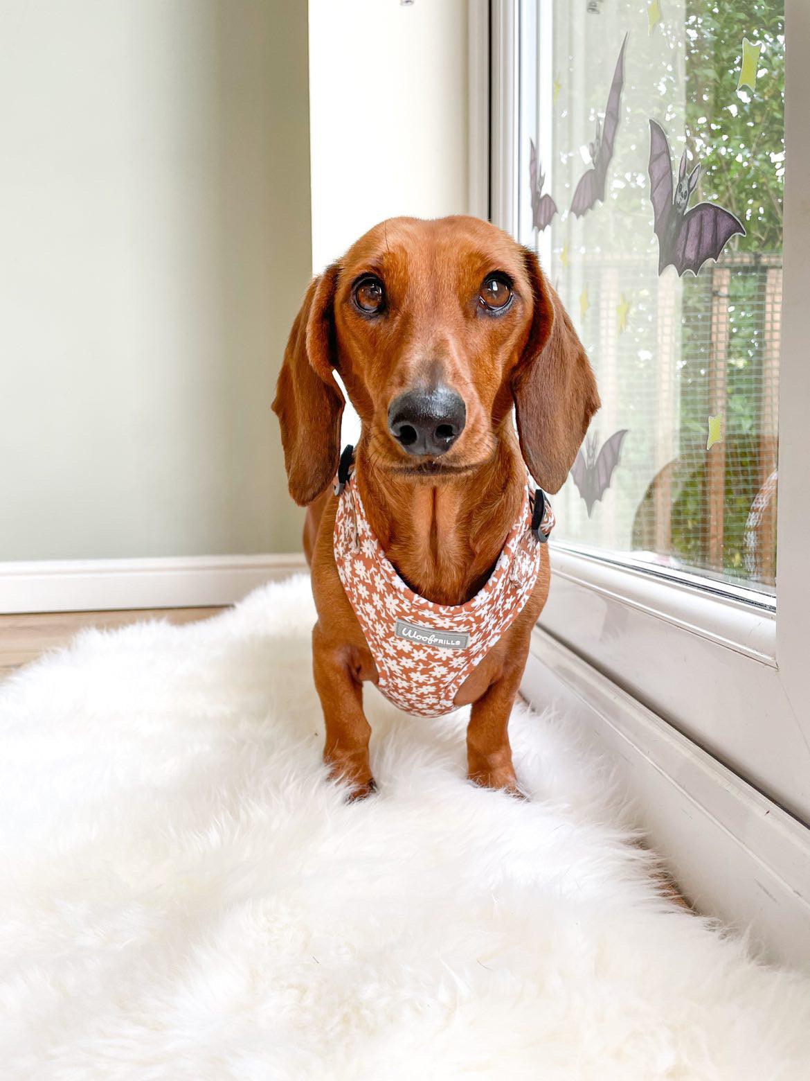 Standard ginger dachshund wearing flower harness