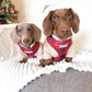 Two dogs wearing a tartan dog harness 