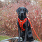 Black labrador wearing a step in dog harness