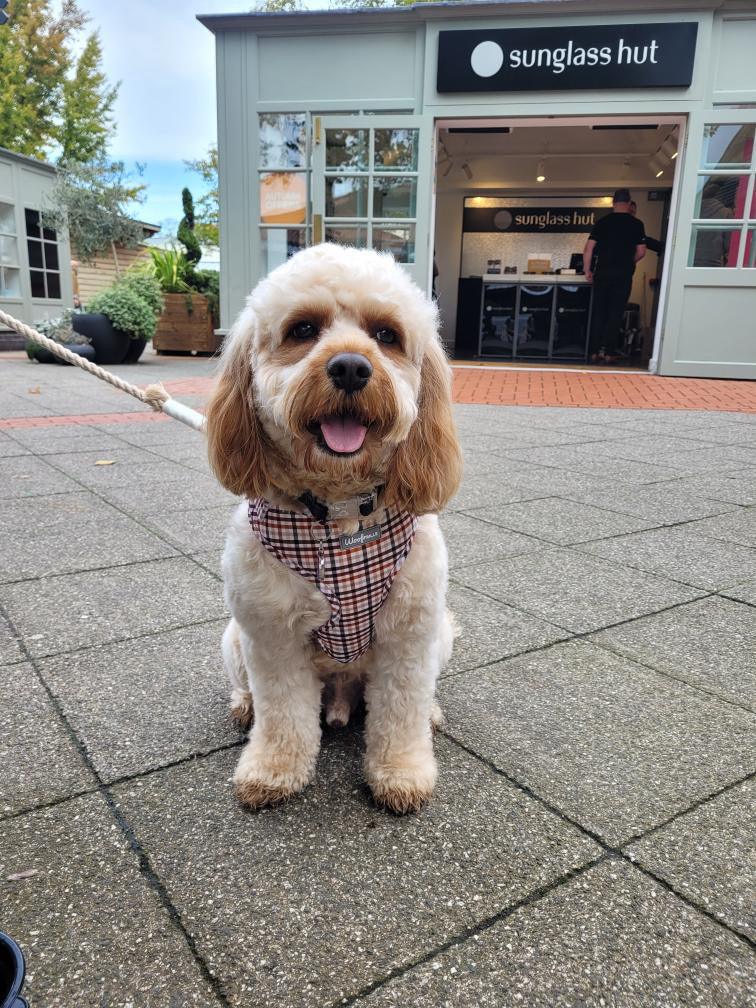Cute cockapoo dog wearing a designer dog harness fully adjustable 