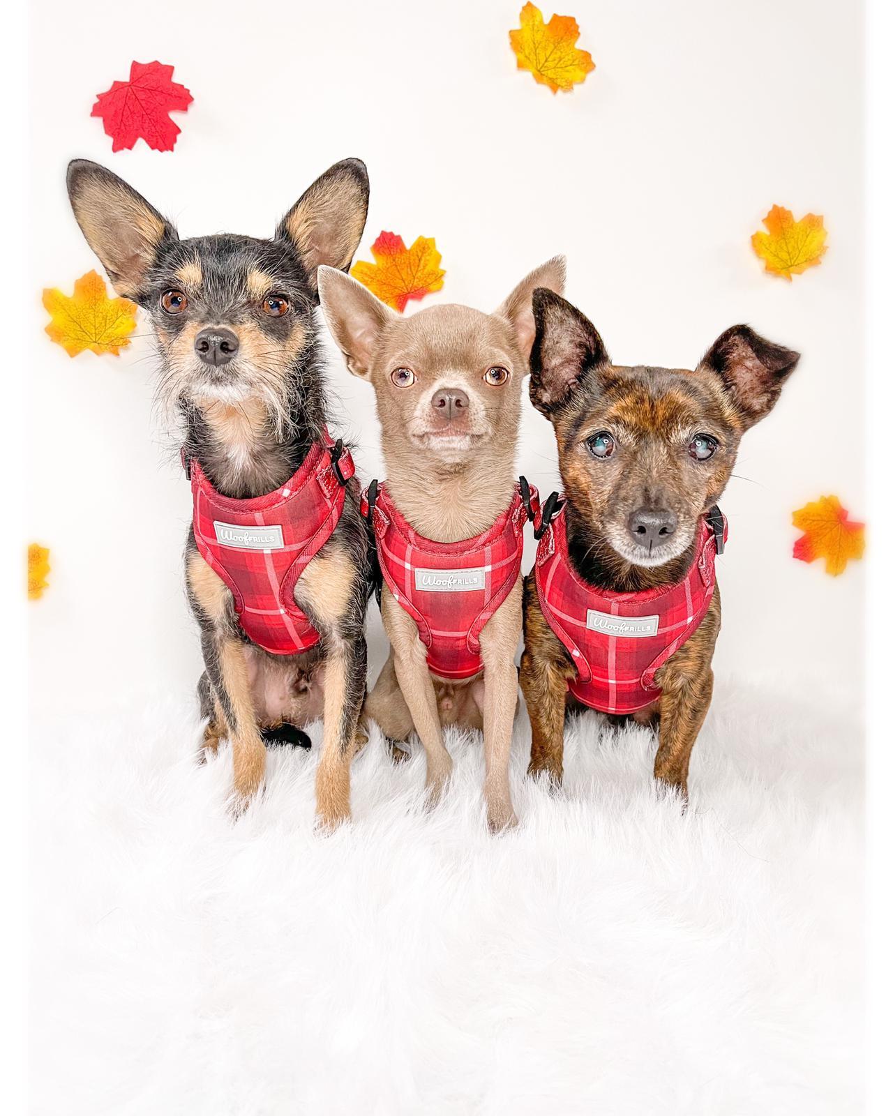 Small dogs wearing the best dog harness