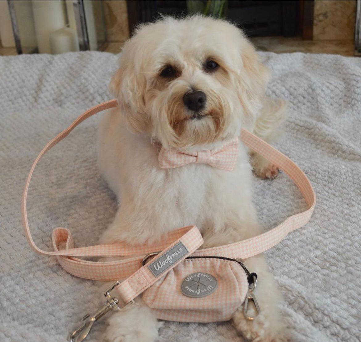 Cute dog wearing a pink dog collar bow , matching dog lead and poop bag dispenser 