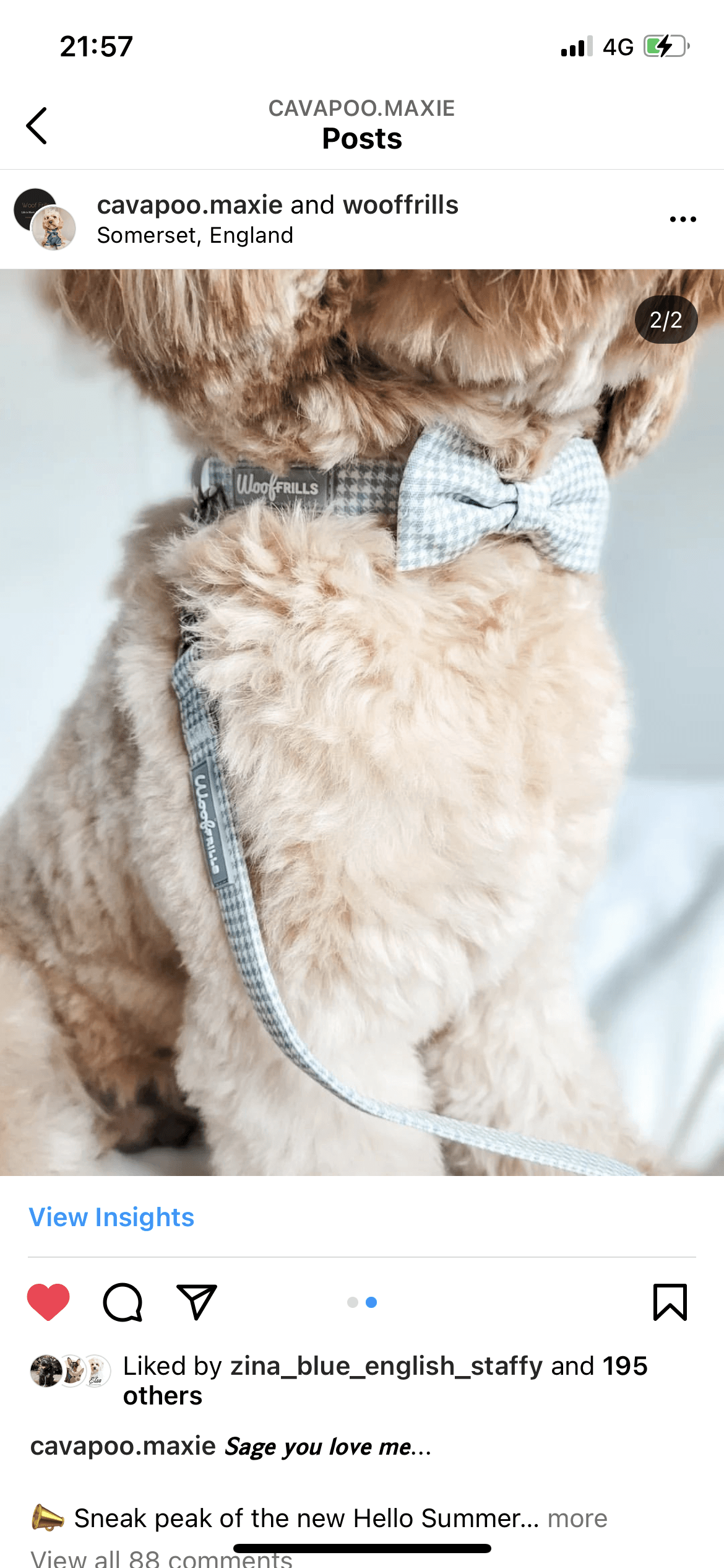 Sage you love me- Bow tie - Woof Frills