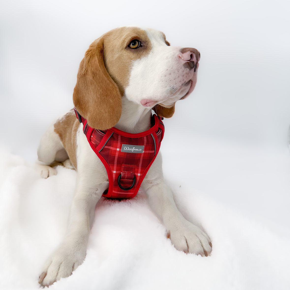 Beagle wearing a red step in harness