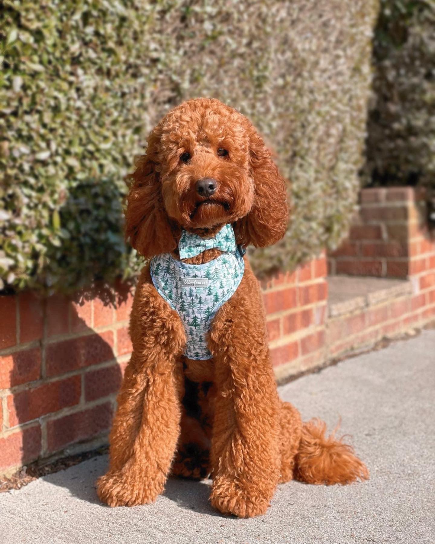 Labradoodle wearing a adjustable dog harness soft & comfortable 
