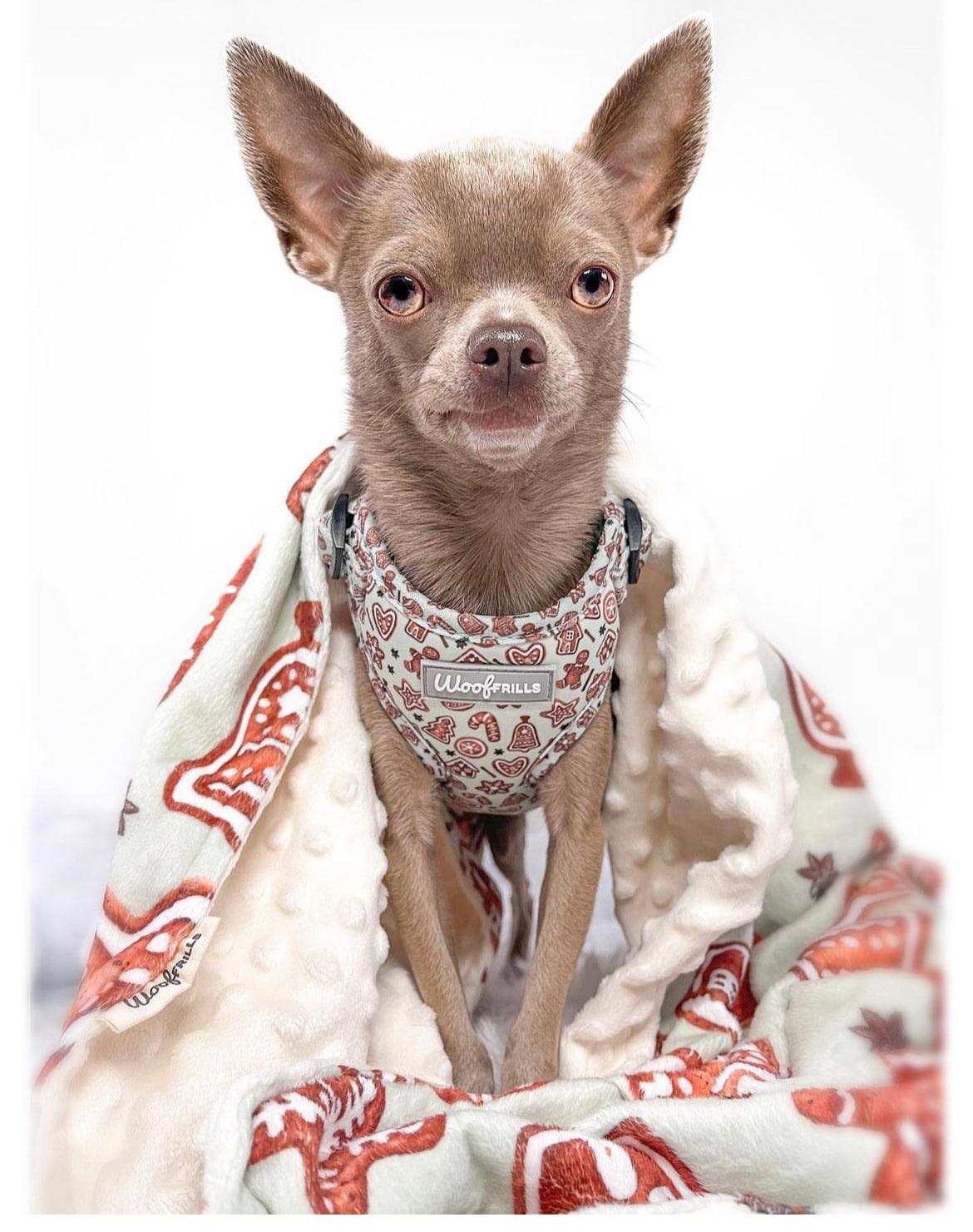Small chihuahua wearing a small gingerbread chest harness 