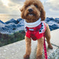 Adjustable Dog Harness | Soft & Comfortable dog harness | You plaid me at hello - Woof Frills