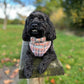Cute black dog wearing a designer dog harness
