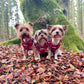 Three dogs wearing matching small dog harness