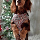 Miniature long hair dachshund wearing a Christmas harness