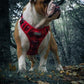 English bulldog looking cute in a red harness