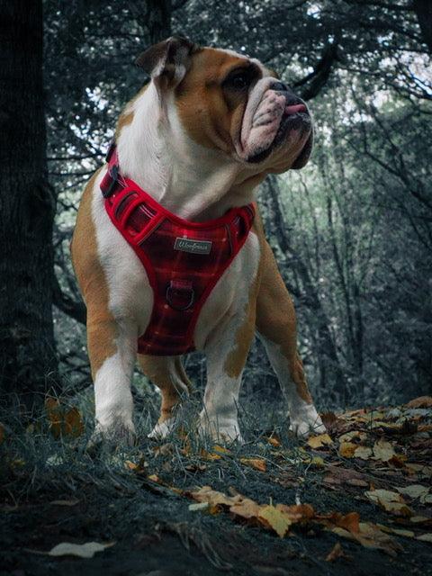 English bulldog looking cute in a red harness