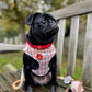 Cute pug wearing a plaid dog harness