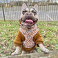 French bulldog wearing a daisy dog harness