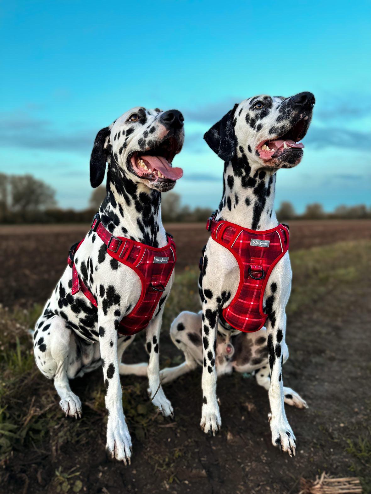 Two Dalmatians wearing matching no pull dog harness