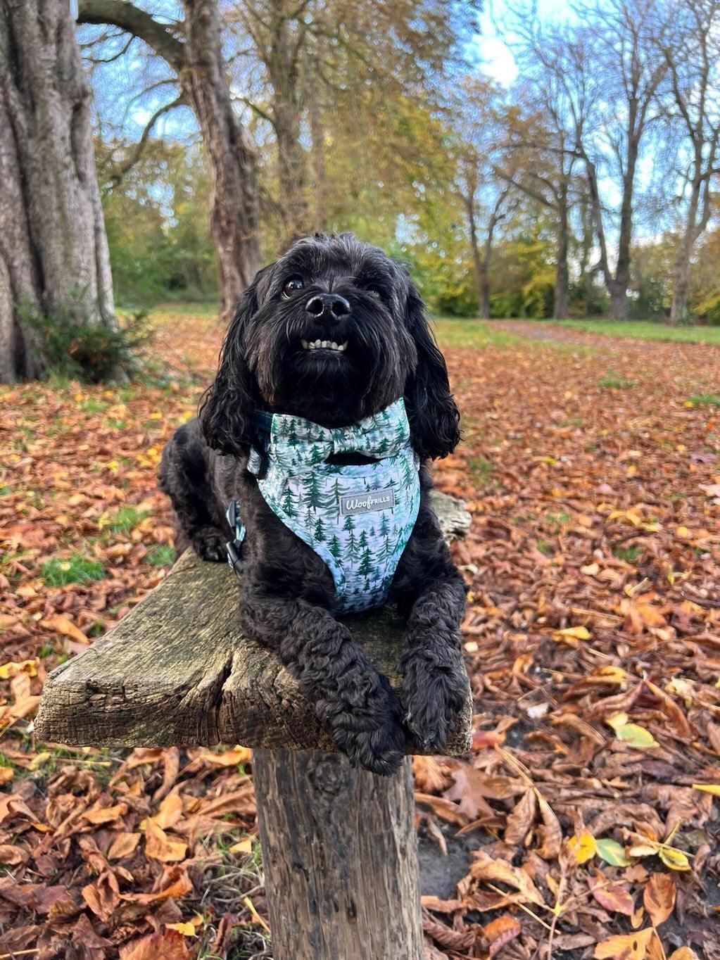 Cute black dog wearing a adventure harness with matching bow tie
