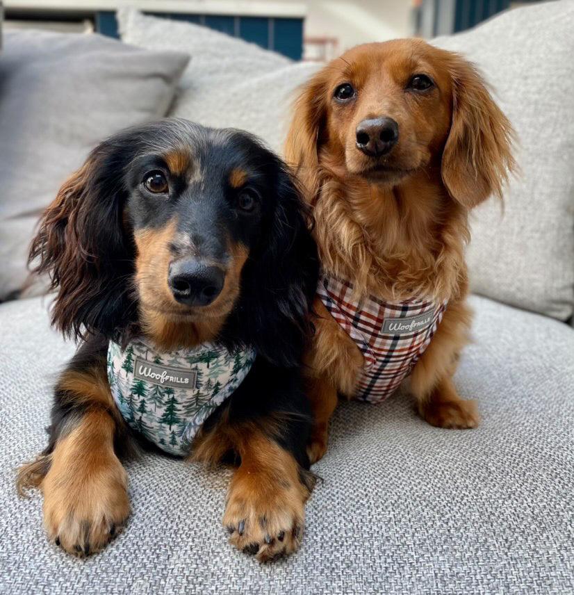 Two miniature dachshunds wearing dog harnesses