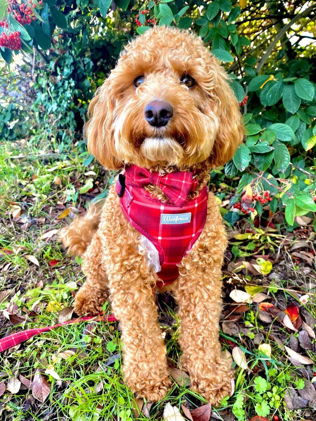 Cute cockapoo wearing soft tartan harness